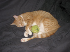Niko and Nigel's Tennis Ball