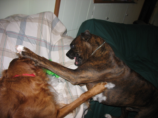Nigel and Puck