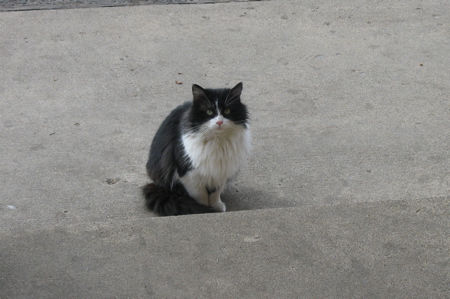 Frankie, my mom's stray cat