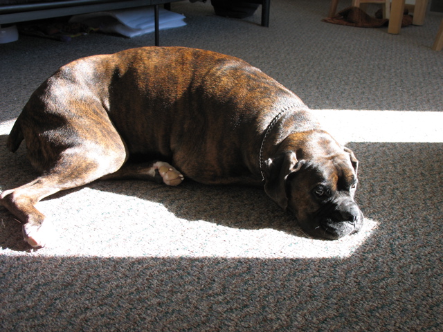 Sunshine Dog