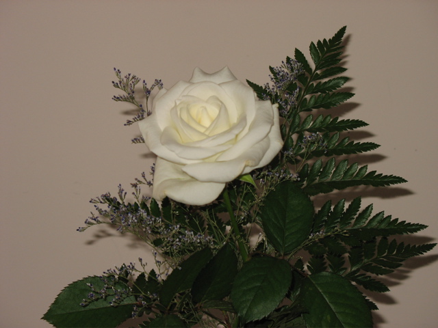 Chris gave me a white rose for Valentine's Day