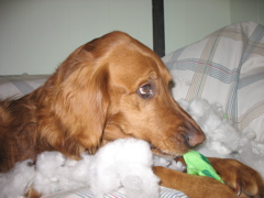 Nigel, in the act of destroying a toy.
