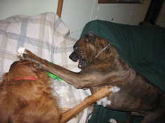 Nigel and Puck