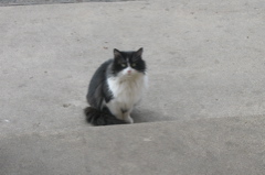 Frankie, my mom's stray cat