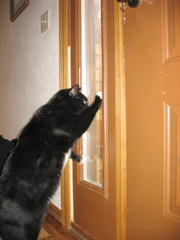 Bear, desperately trying to reach Frankie