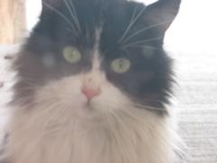 Frankie