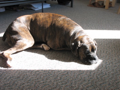Sunshine Dog