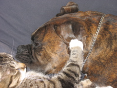 Love Birds (or cats?)