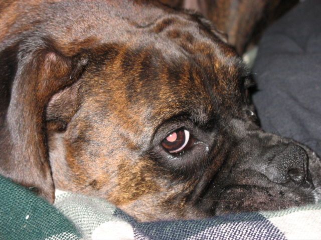 Puck