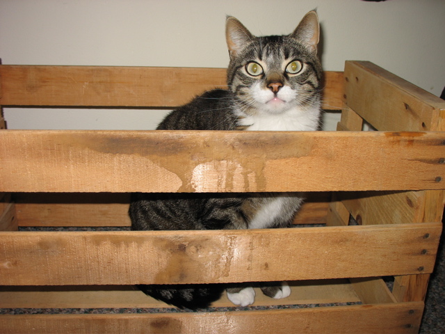 Another Boxed Cat