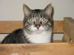 George in a Box
