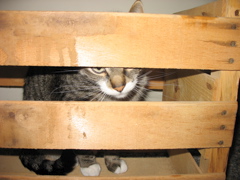 George, still in the box