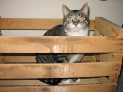 Another Boxed Cat