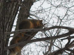 Red Squirrel