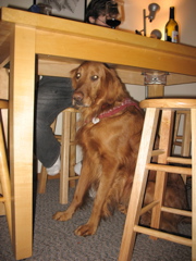 Nigel