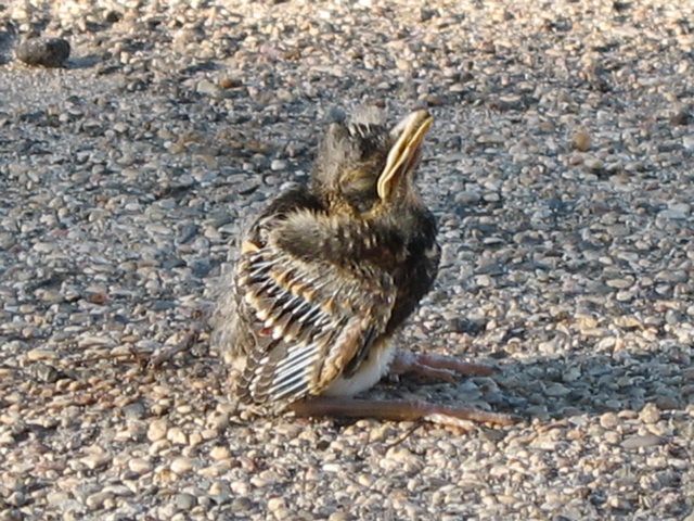 Baby Bird