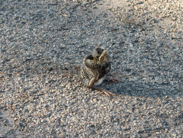 More Baby Bird Pictures