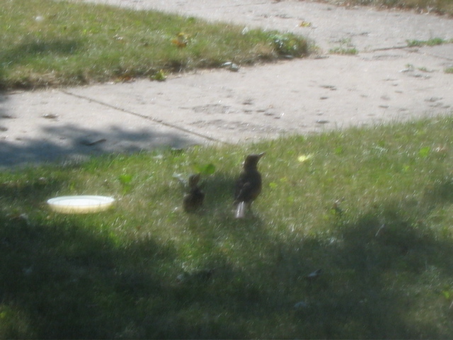Baby and Mama