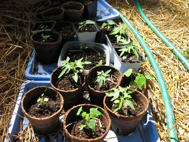 Papayas: July 2-