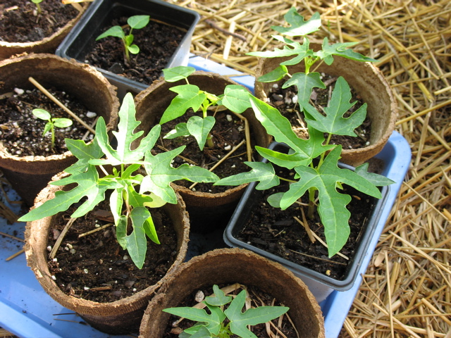 Papayas: July 24
