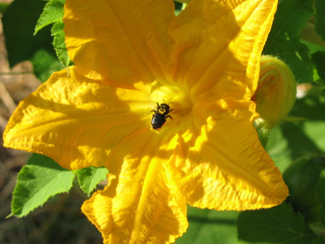 Bee on a Pumpkin Flower