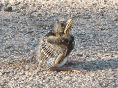 Baby Bird