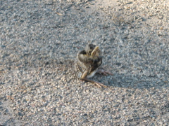 More Baby Bird 
Pictures