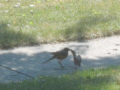 Feeding Time