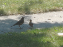 Baby and Mother 
Robin