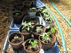 Papayas: July 2-