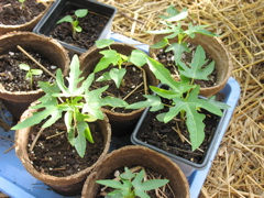 Papayas: July 24