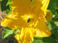 Bee on a Pumpkin 
Flower