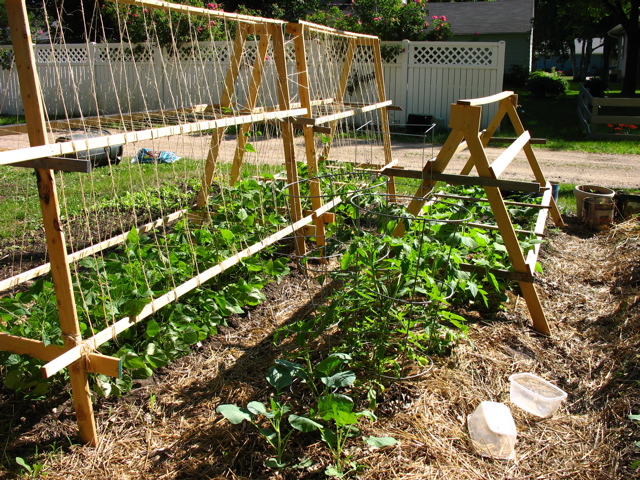 Beans, broccoli, tomatoes, cukes - June 23