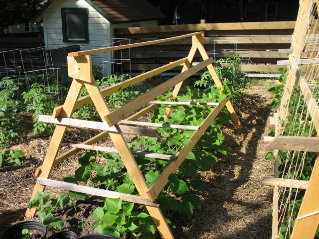 Cucumbers, squash - June 23