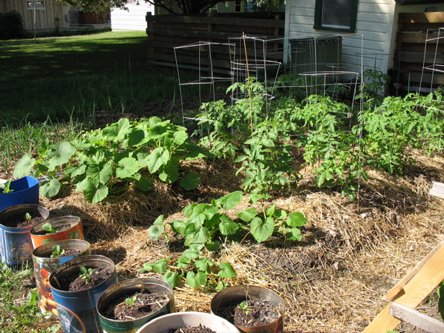 Potted eggplants, pumpkin, zucchini, cucumbers