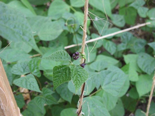 Royal Purple Bean Flowers