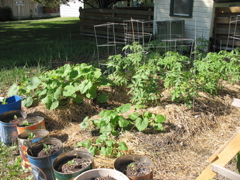 Potted eggplants, pumpkin, zucchini, cucumbers