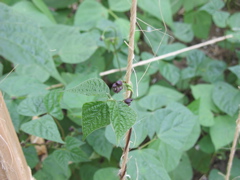Royal Purple Bean Flowers