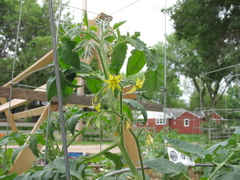 Tomato Flowers (Roma, I think)