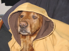Nigel