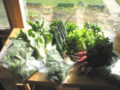 Easy Bean Food Share - June 13th