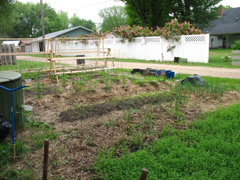 Back Garden - June 16th