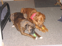 Puck and Nigel