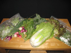Easy Bean Food Share - June 20th