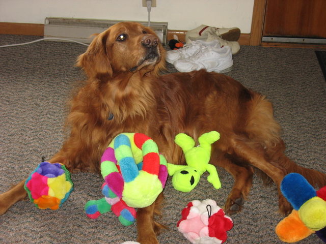 Nigel, waiting for all of his toys