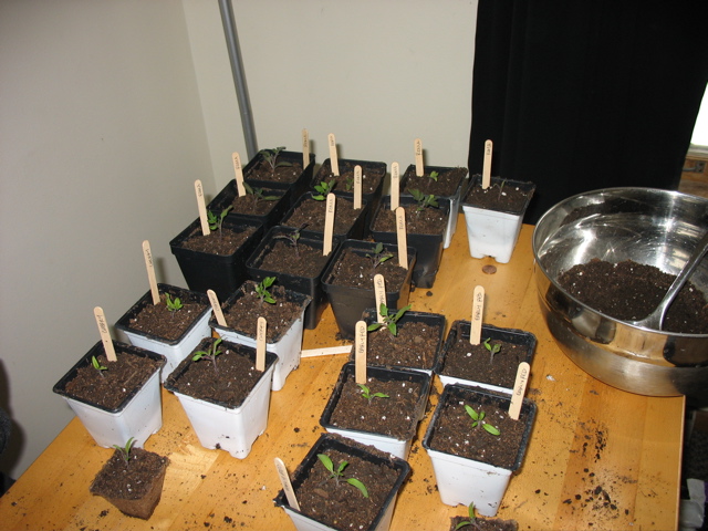 March 5: Tomatoes