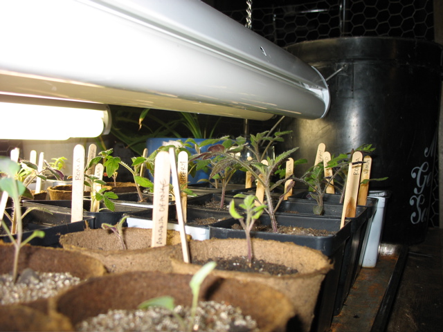 March 14: Tomatoes