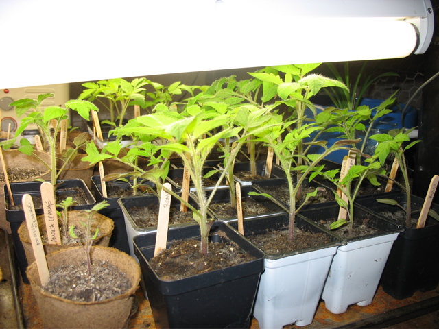 March 22: Tomatoes