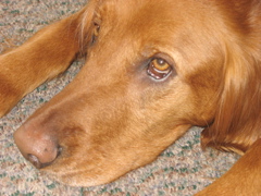 Nigel