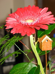 Liz got me a flower for my birthday
